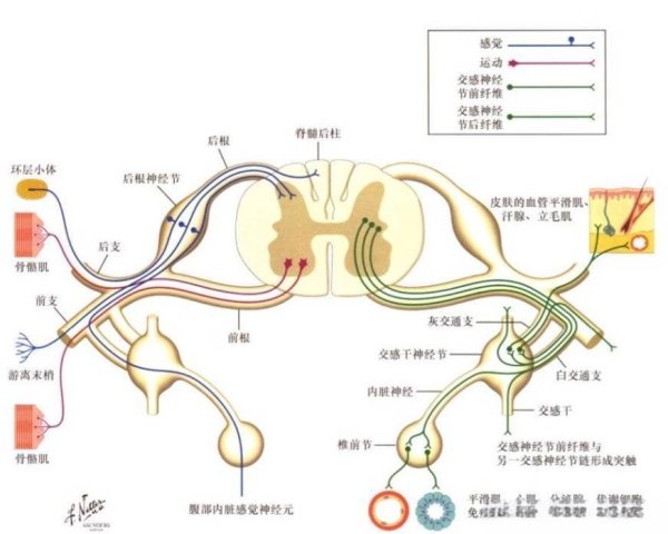 维海配资 反射弧：身体反应背后的神秘力量
